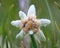 Edelweiss flower close-up