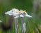 Edelweiss flower close-up