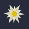 Edelweiss flower icon