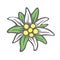 Edelweiss flower icon vector alpine icon flat web sign symbol logo label