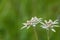 Edelweiss flower meadow