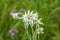 Edelweiss flower meadow