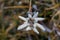 Edelweiss flower in mountains, macro shoot