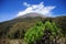 Edelweiss flower tree in the semeru mountain