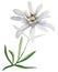 Edelweiss flower watercolor
