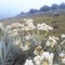 Edelweiss flowers