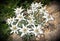 Edelweiss flowers close-up, Alpine Edelweiss flowers