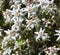 Edelweiss flowers on the meadow