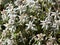 Edelweiss flowers on the meadow in the Alps