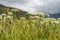 Edelweiss flowers mountain meadow