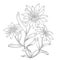 Edelweiss flowers outline illustration.