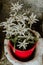 Edelweiss flowers in a red pot