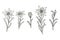 Edelweiss flowers set. Mountain adventure plant. Hand drawn vector outline