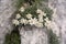 Edelweiss growing on rock Leontopodium alpinum