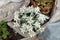 Edelweiss, Leontopodium alpinum
