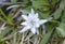 Edelweiss (Leontopodium alpinum)