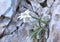 Edelweiss (Leontopodium alpinum)