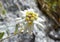 Edelweiss (Leontopodium alpinum)