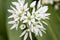 Edelweiss Leontopodium alpinum