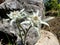 Edelweiss, Leontopodium, nivale