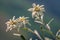 Edelweiss (Leontopodium nivale): The enchanting flower of alpine majesty.