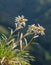 Edelweiss (Leontopodium nivale): The enchanting flower of alpine majesty.