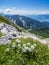 Edelweiss on the meadow on top of the mountain