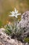 Edelweiss mountain flower. Leontopodium nivale