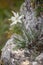 Edelweiss mountain flower. Leontopodium nivale