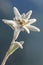 Edelweiss mountain flower. Leontopodium nivale