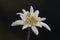 Edelweiss mountain flower. Leontopodium nivale