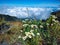 Edelweiss normally grows in the mountains, rinjani lombok, Indonesia, against a beautiful backdrop of clouds