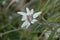 Edelweiss on the Piatra Caprei Peak, Fagaras Mountains, Romania