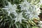 Edelweiss protected rare flower in the Alps