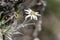 Edelweiss protected rare flower in the Tatra Mountains.