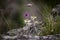 Edelweiss protected rare flower in the Tatra Mountains.