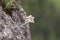 Edelweiss protected rare flower in the Tatra Mountains