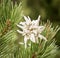 Edelweiss .. a romantic flower