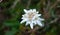 The edelweiss symbol of Austria