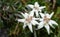 The edelweiss symbol of Austria