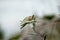 The edelweiss symbol of Austria is found only in the high mountains