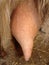 Edema after birth | physiological edema of pregnancy | Udder of the nanny - goat | Edema but it may turn into Mastitis - Animal di