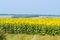 Edge of agricultural field of flowering sunflowers against clear sky