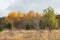 The edge of the autumn forest. Yellow slender aspens and green fluffy firs against the gray sky