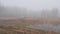 Edge of a birch forest in the fog in spring. Mysterious place.