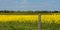 the edge of a blooming rapeseed field with a wooden pillar from an old fence under a blue cloudy sky in fine weather. agricultural