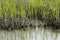 Edge Of Cordgrass And Mud In Brackish Water