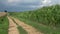 Edge of corn field with field path.