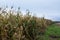 Edge of corn field with withered stems.