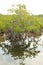Edge of Cuban mangrove swamp